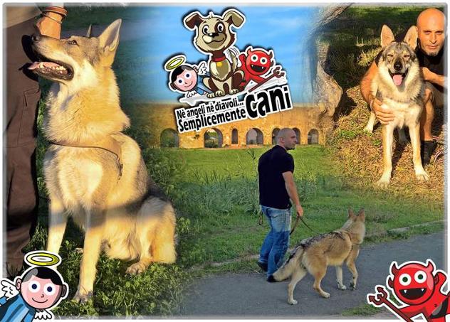 Educatore Cinofilo, Dog sitter, Pensione casalinga Roma