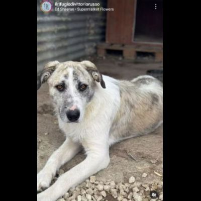 VALENTINO CUCCIOLONE IN ADOZIONE - Foto 4