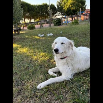 NEVE MERAVIGLIOSA CAGNOLINA IN ADOZIONE - Foto 2