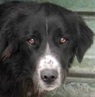 CANE IN ADOZIONE: GEORGIE - Foto 2