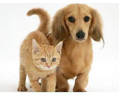 Pet Sitter esperta
