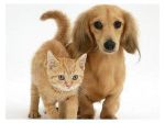Pet Sitter esperta