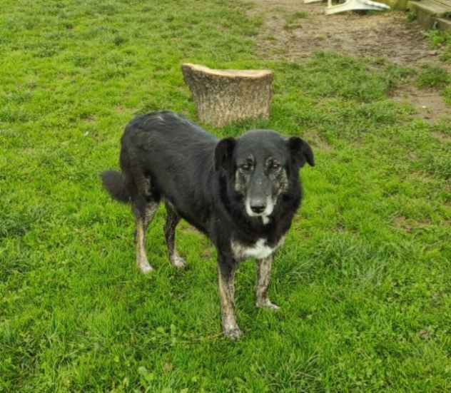CAGNOLINA IN ADOZIONE: ALMA, materna ed amorevole - Foto 6
