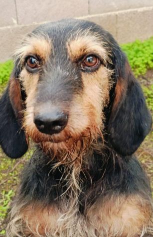 Segugio 2anni MOLLATO LEGATO IN MEZZO AL NULLA!!! PUGLIA - Foto 2