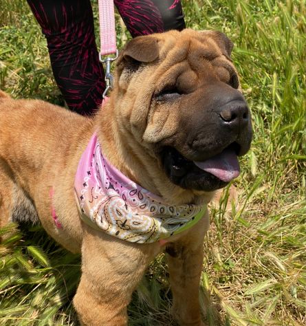 Anita cucciola di 1 anno e mezzo da adottare, simil Sharpei - Foto 2