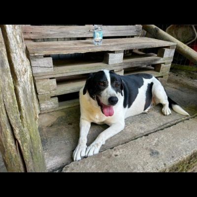 MILKA LA TENEREZZA FATTA CANE, CANE IN ADOZIONE - Foto 4