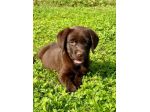 LABRADOR RETRIEVER CUCCIOLI CIOCCOLATO
