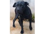 BUBA MIX SHAR PEI BUONISSIMA, CAGNOLINA IN ADOZIONE