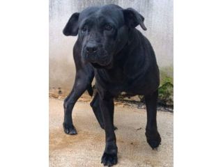 BUBA MIX SHAR PEI BUONISSIMA, CAGNOLINA IN ADOZIONE