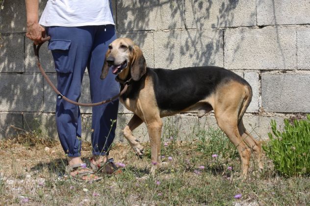 Pippo un tesoro di cane,dolcissimo,socievole e bellissimo, che aspetti?chiama! - Foto 2