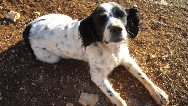 DIANA, splendida setter - Foto 4