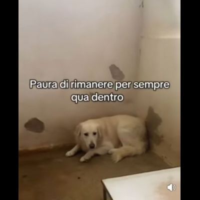 GERONIMO imprigionato senza colpa CANE IN ADOZIONE - Foto 6