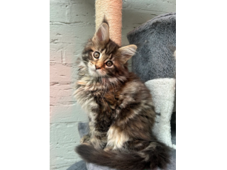 Gattini Maine Coon con pedigree TICA