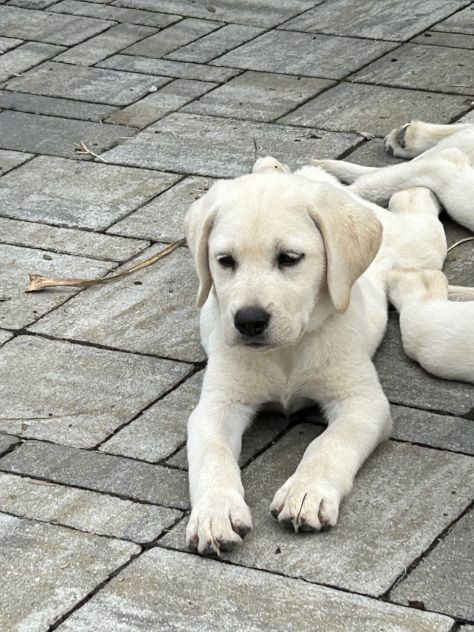 Cani - Foto 3