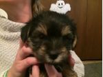 cuccioli  Yorkshire