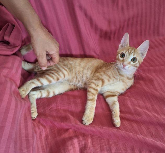 Zoe, una meravigliosa rossa - Foto 8