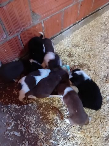 Cuccioli di Border Collie