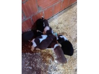 Cuccioli di Border Collie