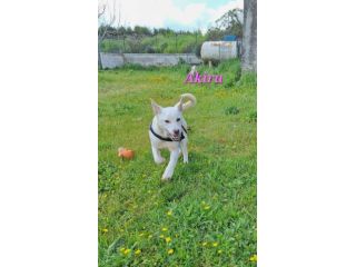 La dolcezza di AKIRA, simil labrador, ti aspetta. Adottala!