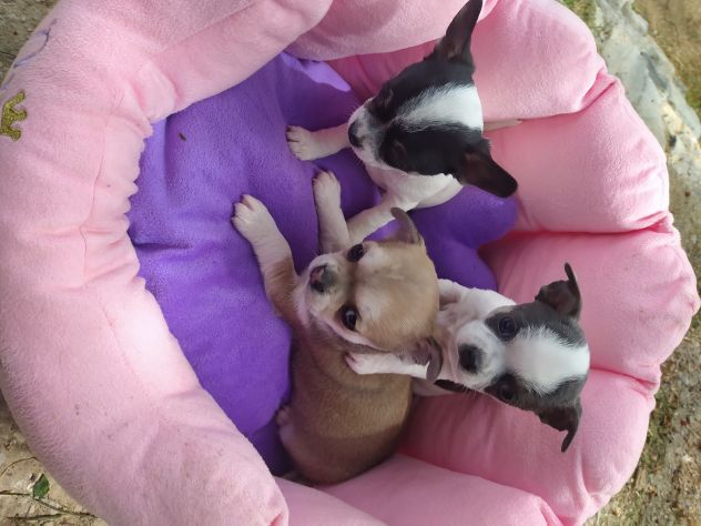 Chihuahua cuccioli pelo corto - Foto 2