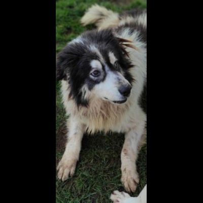 PEGGY CAGNOLINA IN ADOZIONE - Foto 2