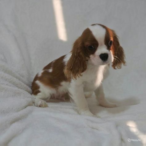Cavalier Cuccioli