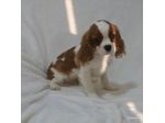 Cavalier Cuccioli