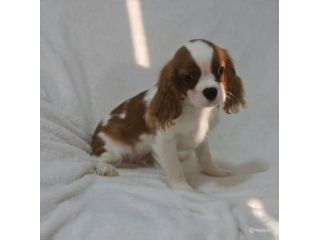 Cavalier Cuccioli