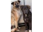 ZELDA E LAVINIA CANI IN ADOZIONE