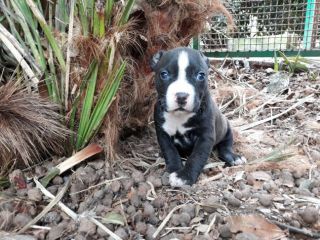 American Staffordshire Terrier Bari Foggia Taranto Brindisi Lecce