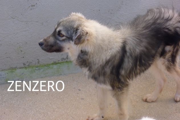 Zenzero cagnolino carinissimo - Foto 8