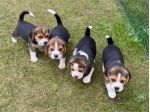 Dolcissimi cuccioli di Beagle