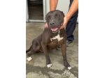 Pitbull femmina 2/3anni,buona,finita miseramente in canile RAGUSA