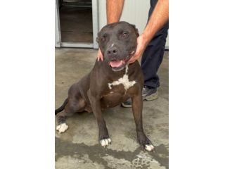 Pitbull femmina 2/3anni,buona,finita miseramente olin canile RAGUSA