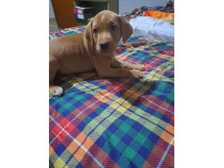 Monet cucciolo