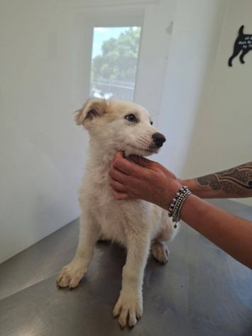 Clemente cucciolo - Foto 2