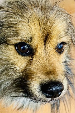 Regalo Elvis cane meticcio