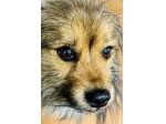 Regalo Elvis cane meticcio