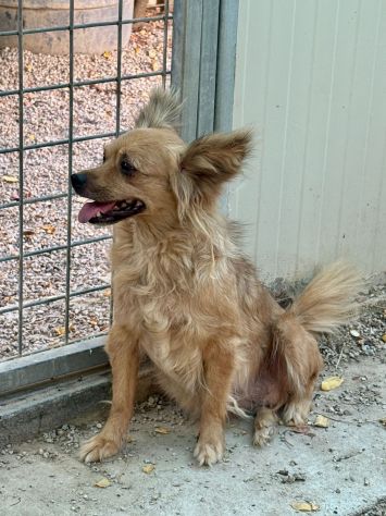 Roxana e Basilio: nonnini adozione di coppia.    a - Foto 6
