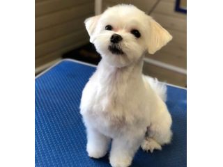 maltese