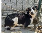 TERRY 3 ANNI 15/16 KG taglia media contenuta