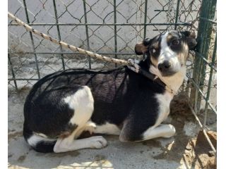 TERRY 3 ANNI 15/16 KG taglia media contenuta