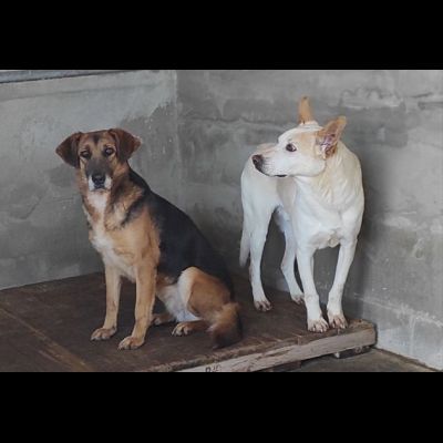BEA E WHITE vite buttate, cani in adozione - Foto 8