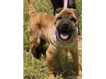 Adotta Anita dal canile, simil Shar pei