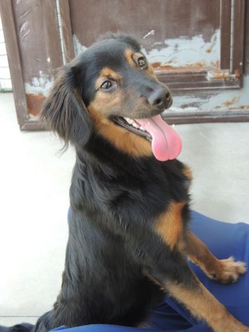 NIKYTA, giovanissima cagnolina - Foto 4