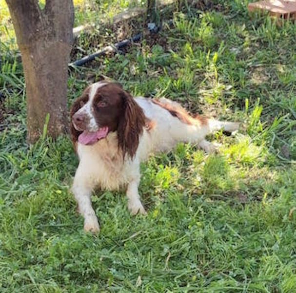 Hippy springer spaniel - Foto 4