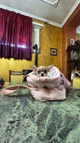 Cucciolo di chihuahua - Foto 3