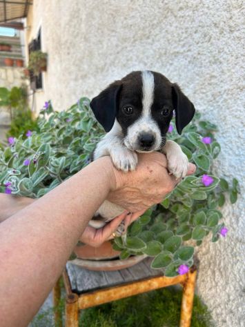 Gegè cucciolo taglia piccola - Foto 3