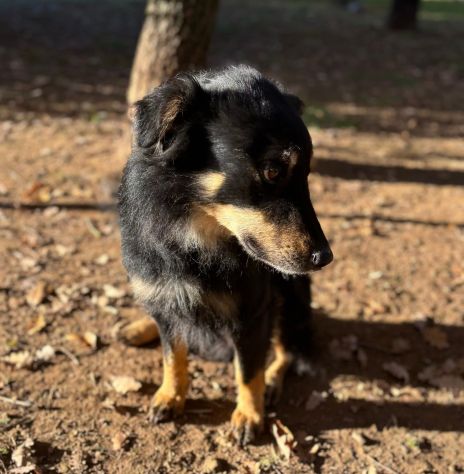 Tobia - Foto 4