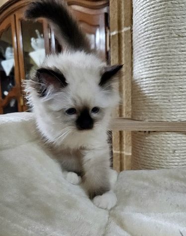 Cuccioli Sacro di Birmania con pedigree - Foto 5